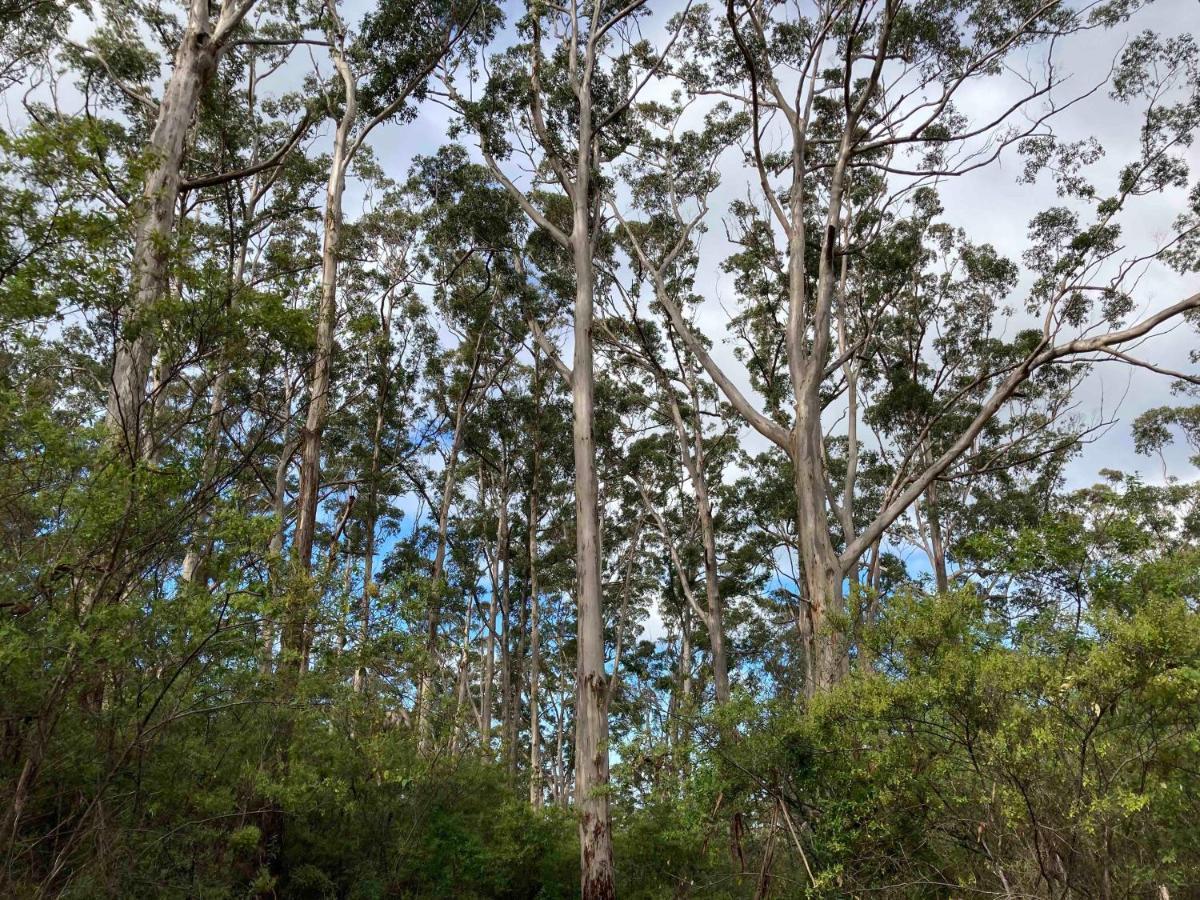 Edge Of The Forest Motel Margaret River Εξωτερικό φωτογραφία